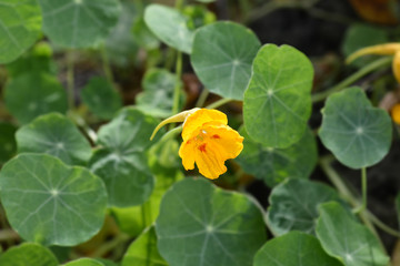 Garden nasturtium