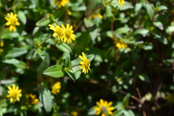 Mexican creeping zinnia