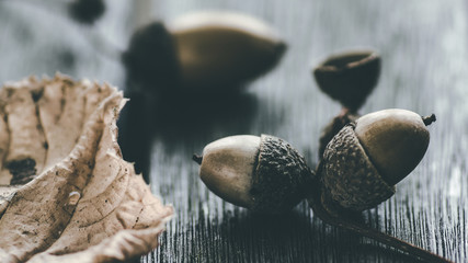 Herbstliches Stillleben mit gesammelten Eicheln