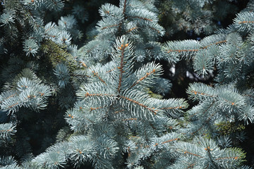 spruce branches in the snow