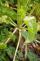 Remolacha azucarera