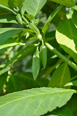 Red Angels trumpet flower buds