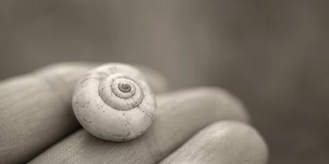 Poster snail shell in female fingers, macro photo, black and white © Omega