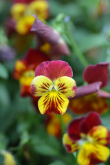 Pansy Ice Babies flowers in the garden