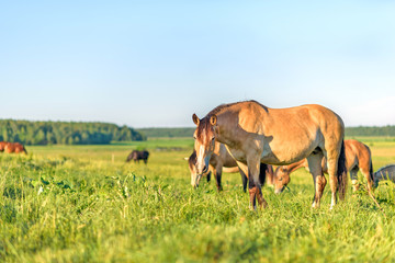 Horses graze in the meadow on a summer day.