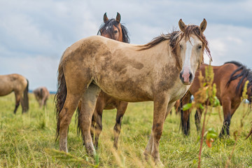 Fototapeta premium Horses graze in the meadow on a summer day.