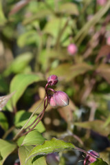 Pink Himalayan clematis