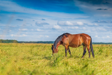 Fototapeta na wymiar Horses graze in the meadow on a summer day.
