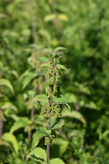 Common nettle