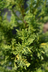 Hinoki cypress Draht