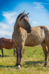 Obraz premium Horses graze in the meadow on a summer day.