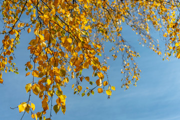  Yellow autumn birch leaves on a background of blue sky