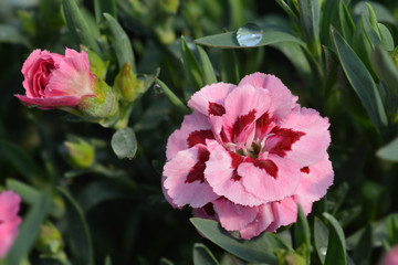 Carnation pink flowers in the garden