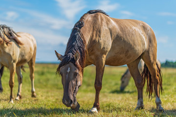 Fototapeta na wymiar Horses graze in the meadow on a summer day.