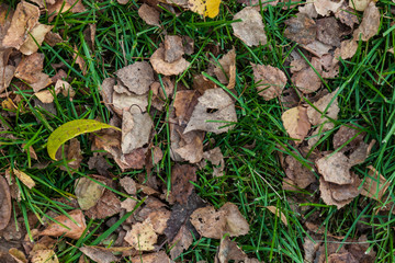 Autumn yellow and orange dry leaves of birch and trees on green grass on an autumn warm day. Freshness, nature, naturalness background and wallpaper.