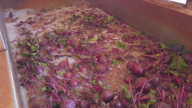 Fresh Harvested organic Beetroot in a pure water washing bath.