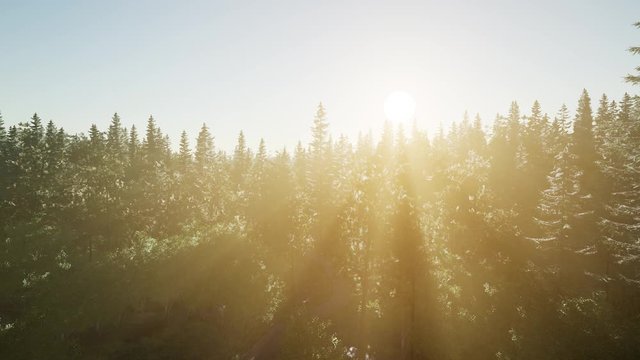 healthy green trees in a forest of old spruce, fir and pine trees in wilderness of a national park