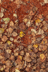 Many yellow fallen leaves on the ground of small orange stones in the fall during leaf fall. Backgrounds and wallpapers with seasonal images of nature and weather.