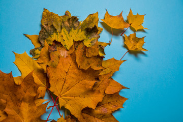 Frame of orange leaves space for text . Autumn composition on blue background. Top view, flat lay , copy space .