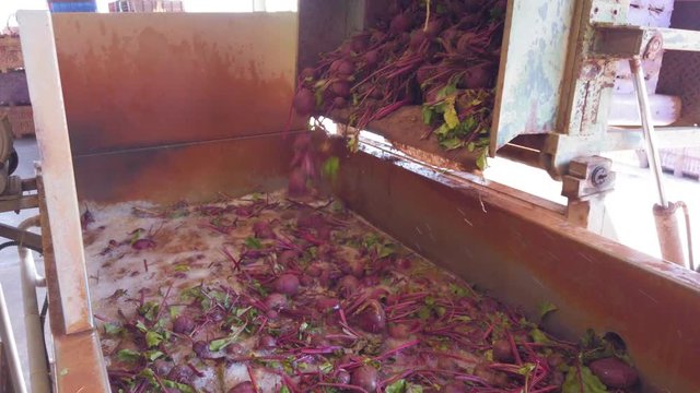 Fresh Harvested organic Beetroot in a pure water washing bath.