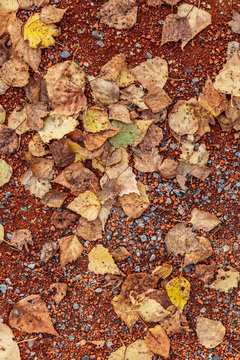 Three yellow fallen leaves on the ground of small orange stones in the fall during leaf fall. Backgrounds and wallpapers with seasonal images of nature and weather.