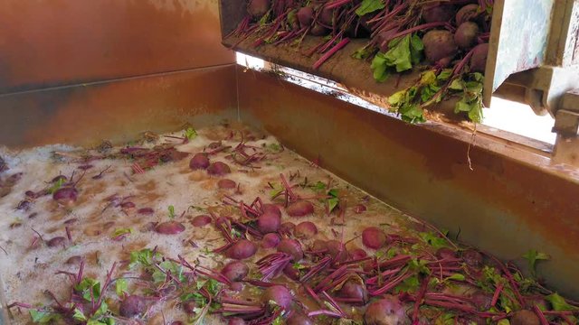 The Cleaning Filtering and Sorting process of Beetroot  harvesting before marketing.