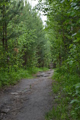 Fototapeta na wymiar old path in the forest