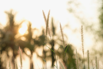 Field of flower grass during sunrise