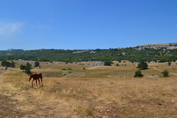 Fototapeta na wymiar Horse in the field on a sunny day
