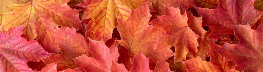 Border of orange and yellow maple leaves as a fall nature background