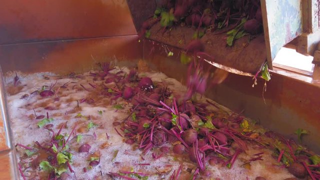 Fresh Harvested organic Beetroot in a pure water washing bath.