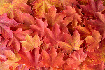 Naklejka na ściany i meble Orange and yellow maple leaves as a fall nature background