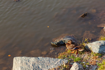 Little fluffy gray duck on the green grass near the lake. Wildlife and waterfowl.