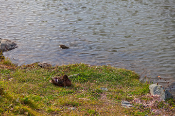 Little fluffy gray duck on the green grass near the lake. Wildlife and waterfowl.