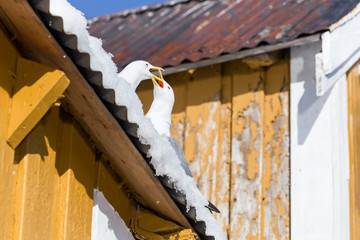 Kittiwakes on Lofoten islands in Norway