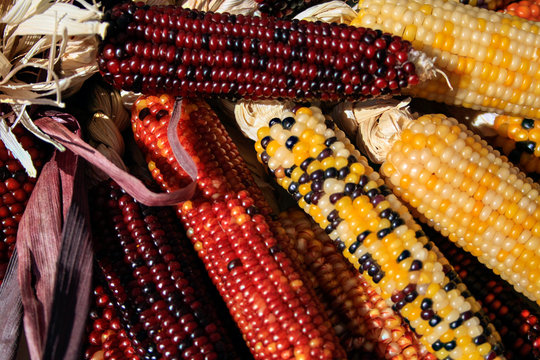Dried Indian corn