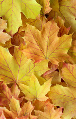 Yellow maple leaves with red veins as a fall nature background