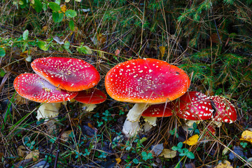 Fliegenpilz (Amanita muscaria) 