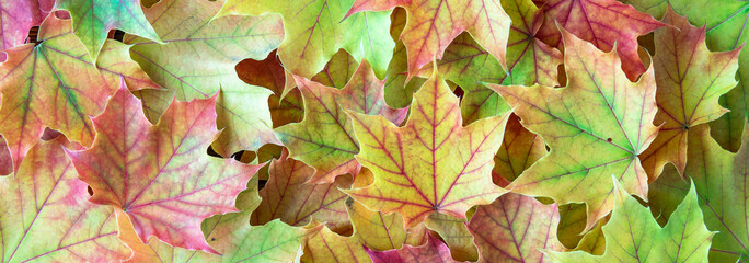 Border of green, yellow, orange, and red maple leaves as a fall nature background