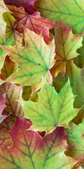 Border of green, yellow, orange, and red maple leaves as a fall nature background