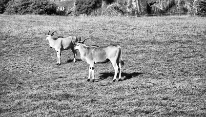 Fototapeta na wymiar Antilope saber nature