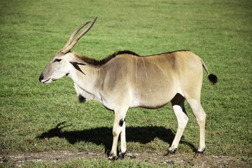Obraz na płótnie Canvas Antilope saber nature