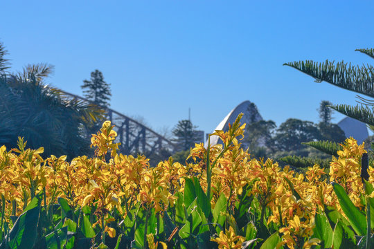 amazing view of Sydney park with yellow flowers, in the background blurred harbour brudge and hopara house