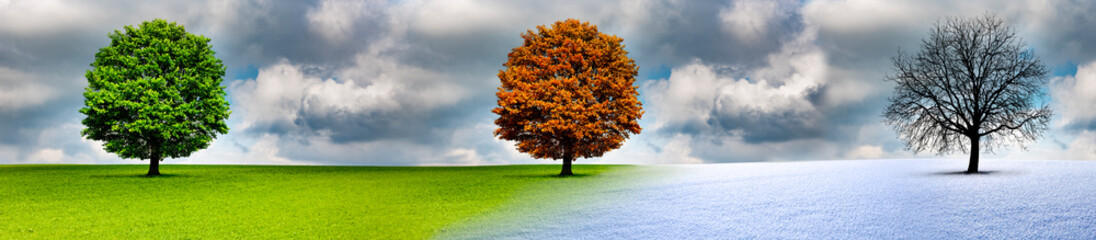 Baum im Wechsel der Jahreszeiten
