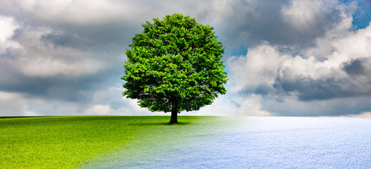 Baum im Wechsel der Jahreszeiten