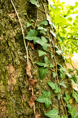 ivy on a trunk