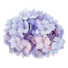 Tender hydrangea flower watercolor illustration. Light blue with pink full blooming elegant garden bush.  Romantic natural beautifull blossoms isolated on white background. - obrazy, fototapety, plakaty