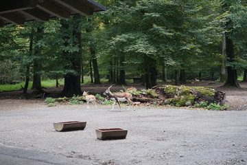 Hirschziegenantilope