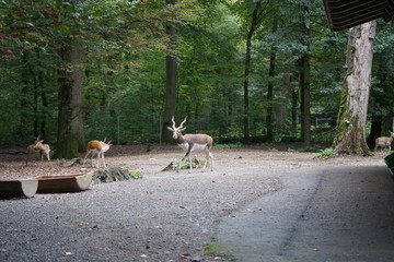 Hirschziegenantilope
