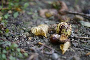 chestnut in forest